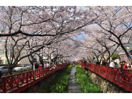 #6 [새마을+KTX] 진해 벚꽃 * 외도&해금강 * 부산자갈치 1박2일 #부산관광호텔 #수원출발