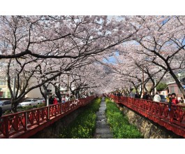 #6 [새마을+KTX] 진해 벚꽃 * 외도&해금강 * 부산자갈치 1박2일 #부산관광호텔 #수원출발