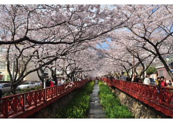 #6 [새마을+KTX] 진해 벚꽃 * 외도&해금강 * 부산자갈치 1박2일 #부산관광호텔 #수원출발