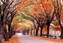 KTX ◈단풍순례◈ 내장산 단풍&남도별미 2박3일_내소사/채석강/내장산/해남/화순 @부안관광호텔 @신안비치호텔