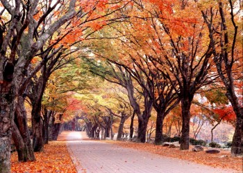 KTX ◈단풍순례◈ 내장산 단풍&남도별미 2박3일_내소사/채석강/내장산/해남/화순 @부안관광호텔 @신안비치호텔