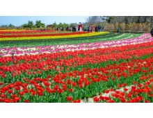 KTX 신안 임자도 튤립축제+증도+섬티아고 12사도길 1박2일 목포 신안비치호텔 숙박