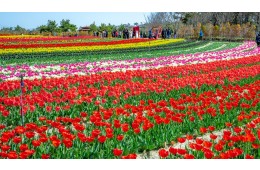 KTX 신안 임자도 튤립축제+증도+섬티아고 12사도길 1박2일 목포 신안비치호텔 숙박