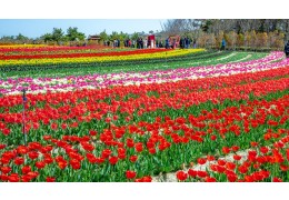 KTX 신안 임자도 튤립축제+증도+섬티아고 12사도길 1박2일 목포 신안비치호텔 숙박