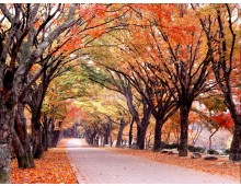 [수서출발] ◈단풍순례◈ 내장산 단풍&남도별미 2박3일_내소사/채석강/내장산/해남/화순 @부안관광호텔 @신안비치호텔