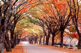 ITX새마을 ◈단풍순례◈ 내장산 단풍&남도별미 2박3일_내소사/채석강/내장산/해남/화순 @부안관광호텔 @신안비치호텔
