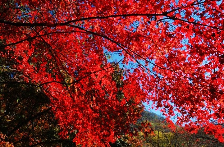 새마을 내장산 단풍 ◈전라별미기행◈ 1박2일(군산*장항*전주*정읍*고창) @전주 시그니처 호텔