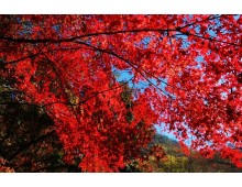 새마을 내장산 단풍 ◈전라별미기행◈ 1박2일(군산*장항*전주*정읍*고창) @전주 시그니처 호텔
