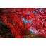 새마을 내장산 단풍 ◈전라별미기행◈ 1박2일(군산*장항*전주*정읍*고창) @전주 시그니처 호텔