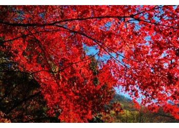 KTX 내장산 단풍 ◈전라별미기행◈ 1박2일(군산*장항*전주*정읍*고창) @전주 시그니처 호텔