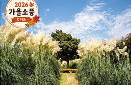 ◆가을맞이◆[무궁화호]꽃물결 태안 청산수목원+간월암+예산시장