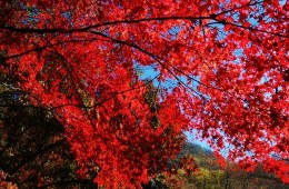 [수서출발] 내장산 단풍 ◈전라별미기행◈ 1박2일(군산*장항*전주*정읍*고창) @전주 시그니처 호텔