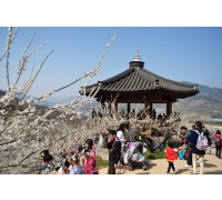 KTX 광양 매화&남원 광한루 기차여행(당일)