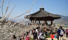 KTX 광양 매화&남원 광한루 기차여행(당일)