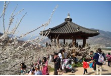 KTX 광양 매화&남원 광한루 기차여행(당일)