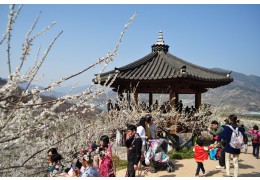 KTX 광양 매화&남원 광한루 기차여행(당일)