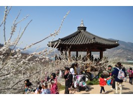 KTX 광양 매화&남원 광한루 기차여행(당일)