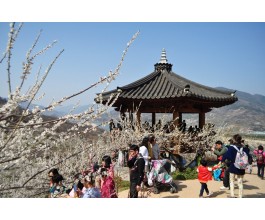 KTX 광양 매화&남원 광한루 기차여행(당일)