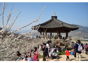 KTX 광양 매화&남원 광한루 기차여행(당일)