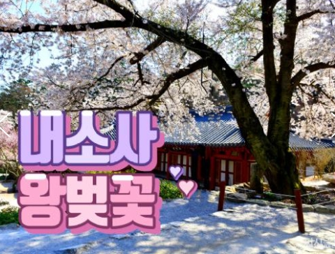 SRT - 변산 내소사 왕벚꽃 & 고창 선운사 동백꽃 여행(당일)