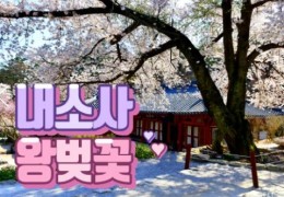 SRT - 변산 내소사 왕벚꽃 & 고창 선운사 동백꽃 여행(당일)