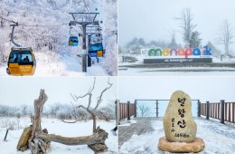 KTX- 발왕산 케이블카 & 겨울바다ㆍ묵호항/정동진 기차여행 (당일)