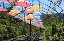◆가을맞이◆[KTX-당일]오감만족 청도:미나리삼겹살/와인터널/레일바이크