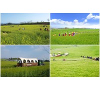 [KTX] 고창 청보리축제 * 선운사 동백꽃 당일 (4/18~5/10)