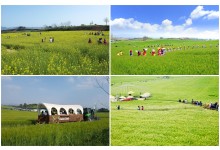 [KTX] 고창 청보리축제 * 선운사 동백꽃 당일 (4/18~5/10)