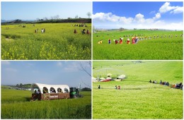 [KTX] 고창 청보리축제 * 선운사 동백꽃 당일 (4/18~5/10)