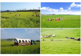 [KTX] 고창 청보리축제 * 선운사 동백꽃 당일 (4/18~5/10)