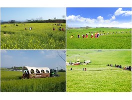 [KTX] 고창 청보리축제 * 선운사 동백꽃 당일 (4/18~5/10)