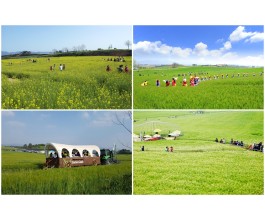 [KTX] 고창 청보리축제 * 선운사 동백꽃 당일 (4/18~5/10)