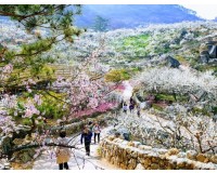 [KTX] 광양 매화꽃 & 쌍계사 십리벚꽃길 봄맞이 기차여행 (당일)