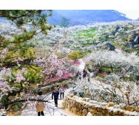 [KTX] 광양 매화꽃 & 쌍계사 십리벚꽃길 봄맞이 기차여행 (당일)