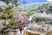 [KTX] 광양 매화꽃 & 쌍계사 십리벚꽃길 봄맞이 기차여행 (당일)