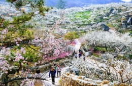 [KTX] 광양 매화꽃 & 쌍계사 십리벚꽃길 봄맞이 기차여행 (당일)