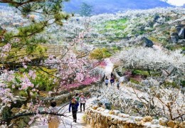 [KTX] 광양 매화꽃 & 쌍계사 십리벚꽃길 봄맞이 기차여행 (당일)