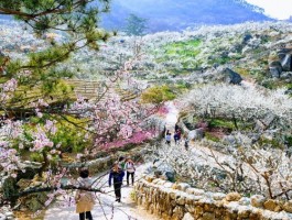 [KTX] 광양 매화꽃 & 쌍계사 십리벚꽃길 봄맞이 기차여행 (당일)