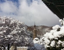 [KTX이음] 강릉 겨울바다 & 아르떼 뮤지엄 & 월정사 눈꽃 기차여행 (당일)