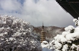 [KTX이음] 강릉 겨울바다 & 아르떼 뮤지엄 & 월정사 눈꽃 기차여행 (당일)