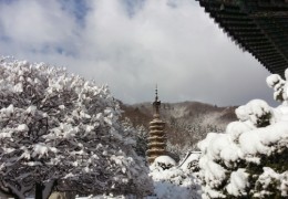 [KTX이음] 강릉 겨울바다 & 아르떼 뮤지엄 & 월정사 눈꽃 기차여행 (당일)