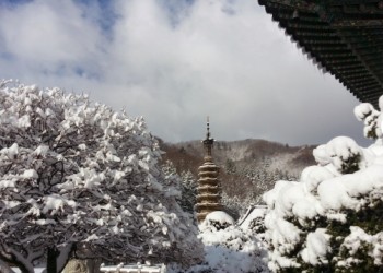 [KTX이음] 강릉 겨울바다 & 아르떼 뮤지엄 & 월정사 눈꽃 기차여행 (당일)