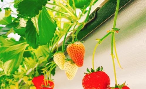 [KTX/새마을] 논산 관촉사 벚꽃 & 탑정호 봄꽃 하루 기차여행 (당일)