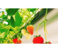 [KTX/새마을] 논산 관촉사 벚꽃 & 탑정호 봄꽃 하루 기차여행 (당일)