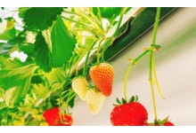 [KTX/새마을] 논산 관촉사 벚꽃 & 탑정호 봄꽃 하루 기차여행 (당일)