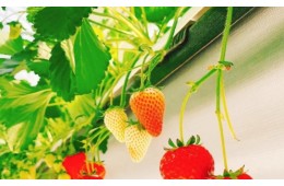 [KTX/새마을] 논산 관촉사 벚꽃 & 탑정호 봄꽃 하루 기차여행 (당일)