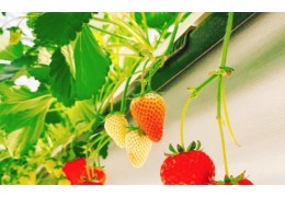 [KTX/새마을] 논산 관촉사 벚꽃 & 탑정호 봄꽃 하루 기차여행 (당일)