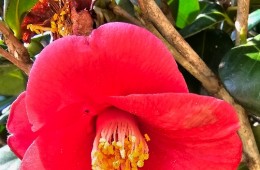 [KTX] 천사의 섬 신안 퍼플교 & 동백꽃 하루 기차여행(당일)