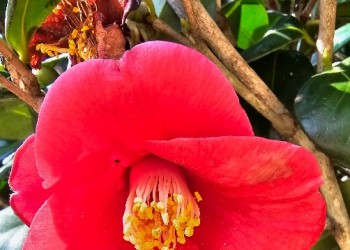 [KTX] 천사의 섬 신안 퍼플교 & 동백꽃 하루 기차여행(당일)